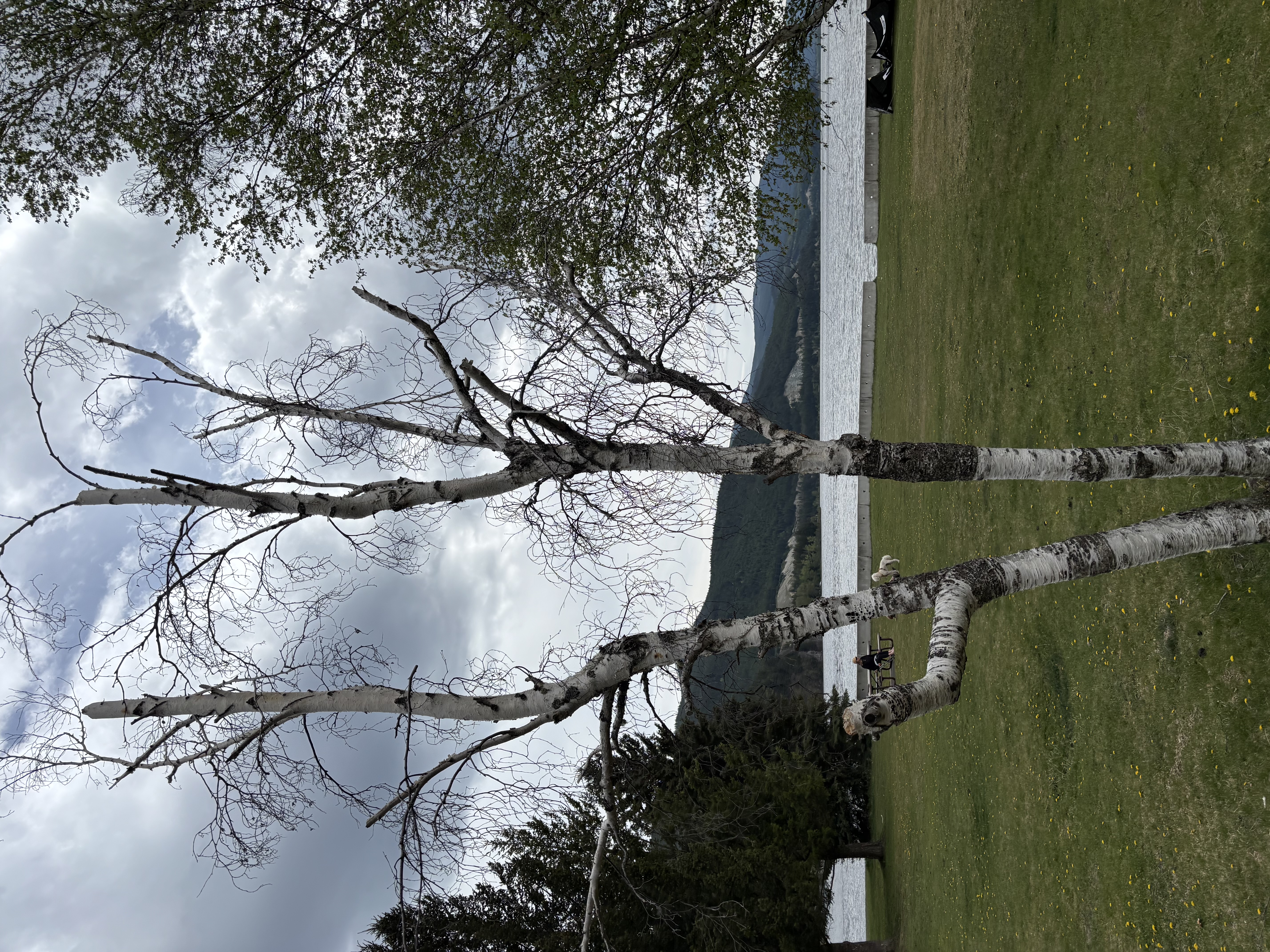 Landscape view showing multiple birch trees in various stages of decline and dieback