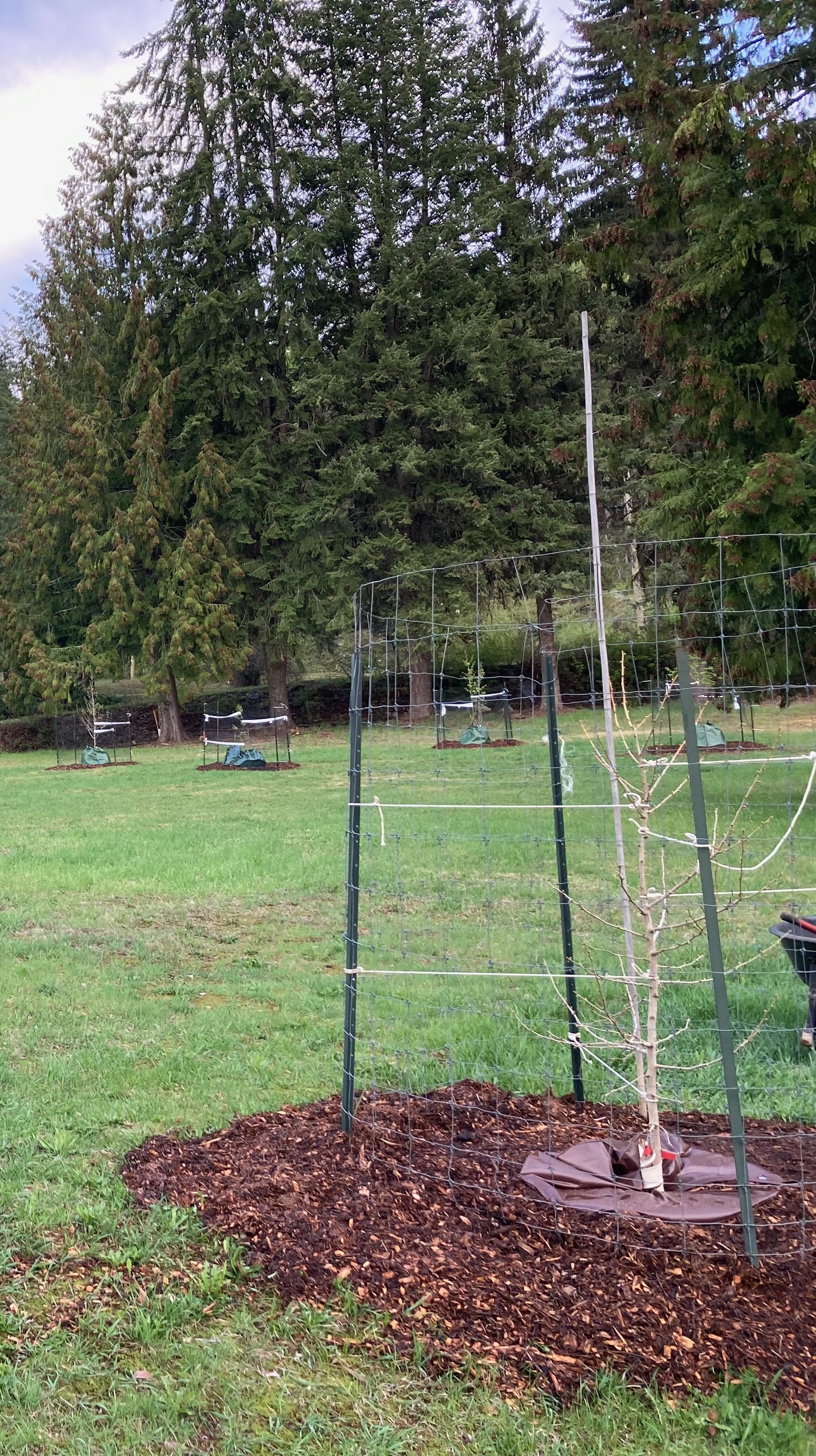 Young trees with protective fencing