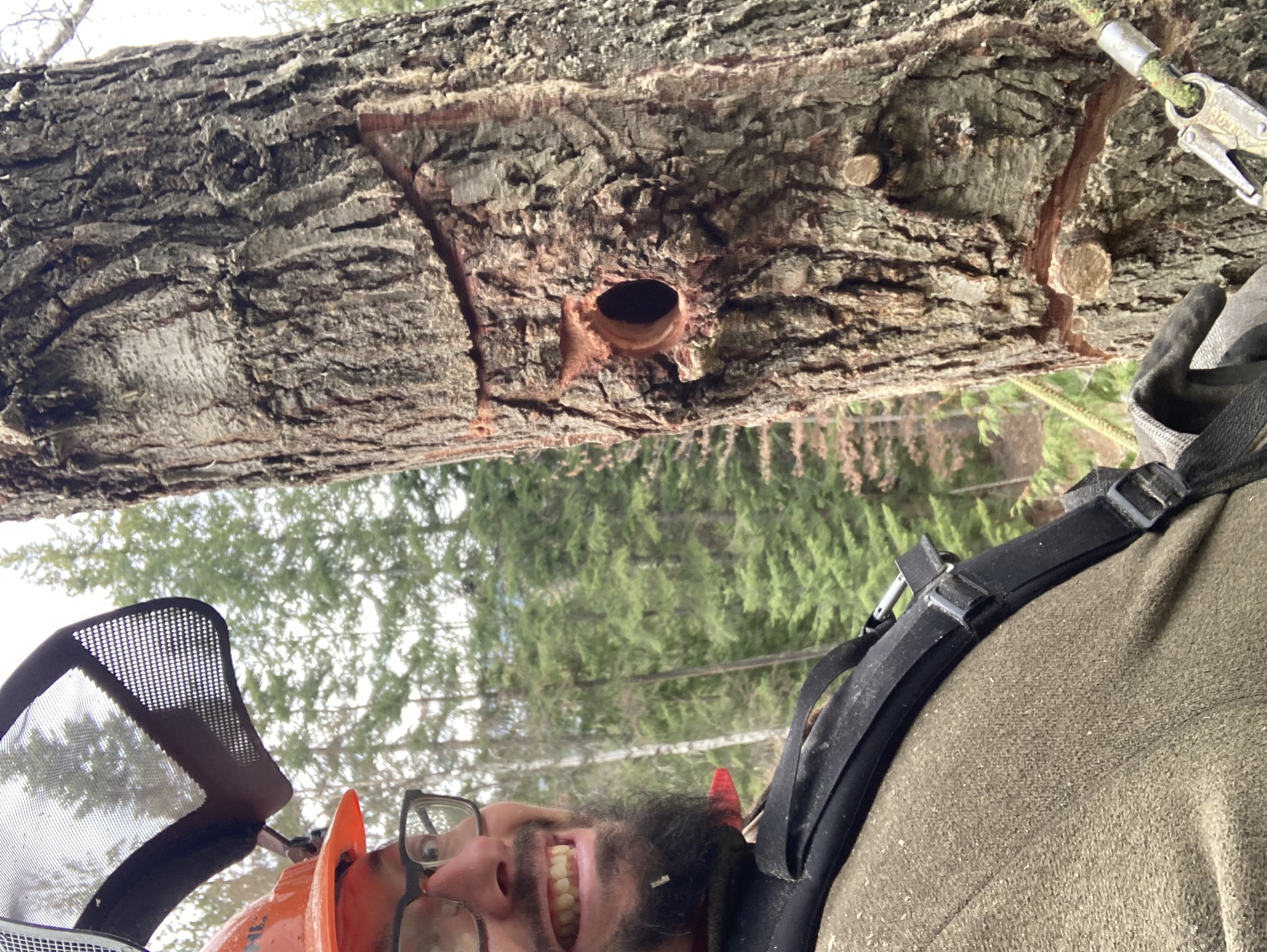 Wildlife tree with habitat cavities